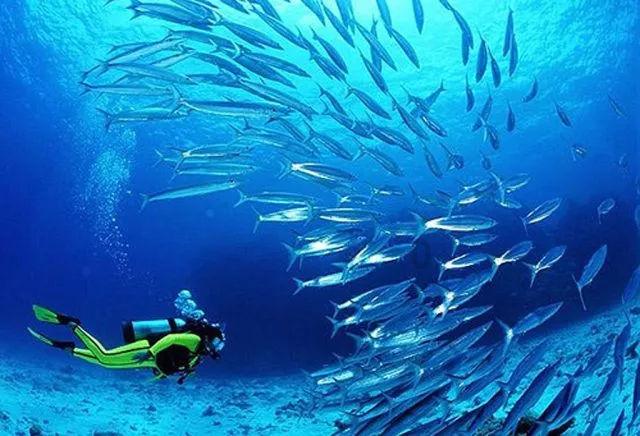 海贼王伟大冒险